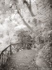 Rain Forest, Costa Rica #YNL-946.  Infrared Photograph,  Stretched and Gallery Wrapped, Limited Edition Archival Print on Canvas:  40 x 56 inches, $1590.  Custom Proportions and Sizes are Available.  For more information or to order please visit our ABOUT page or call us at 561-691-1110.