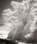 Country Road, Costa Rica #YNL-948.  Infrared Photograph,  Stretched and Gallery Wrapped, Limited Edition Archival Print on Canvas:  40 x 50 inches, $1560.  Custom Proportions and Sizes are Available.  For more information or to order please visit our ABOUT page or call us at 561-691-1110.