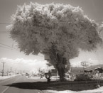 Country Road, Costa Rica #YNL-949.  Infrared Photograph,  Stretched and Gallery Wrapped, Limited Edition Archival Print on Canvas:  40 x 44 inches, $1530.  Custom Proportions and Sizes are Available.  For more information or to order please visit our ABOUT page or call us at 561-691-1110.