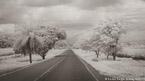 Country Road, Costa Rica #YNL-965.  Infrared Photograph,  Stretched and Gallery Wrapped, Limited Edition Archival Print on Canvas:  68 x 36 inches, $1620.  Custom Proportions and Sizes are Available.  For more information or to order please visit our ABOUT page or call us at 561-691-1110.