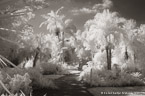 Tropical Walkway, Palm Beach #YNL-973.  Infrared Photograph,  Stretched and Gallery Wrapped, Limited Edition Archival Print on Canvas:  60 x 40 inches, $1590.  Custom Proportions and Sizes are Available.  For more information or to order please visit our ABOUT page or call us at 561-691-1110.