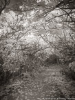Tropical Path, Jupiter  #YNL-974.  Infrared Photograph,  Stretched and Gallery Wrapped, Limited Edition Archival Print on Canvas:  40 x 56 inches, $1590.  Custom Proportions and Sizes are Available.  For more information or to order please visit our ABOUT page or call us at 561-691-1110.