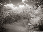 Tropical Path, Jupiter  #YNL-975.  Infrared Photograph,  Stretched and Gallery Wrapped, Limited Edition Archival Print on Canvas:  56 x 40 inches, $1590.  Custom Proportions and Sizes are Available.  For more information or to order please visit our ABOUT page or call us at 561-691-1110.