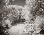 Tropical Path, Jupiter  #YNL-977.  Infrared Photograph,  Stretched and Gallery Wrapped, Limited Edition Archival Print on Canvas:  50 x 40 inches, $1560.  Custom Proportions and Sizes are Available.  For more information or to order please visit our ABOUT page or call us at 561-691-1110.