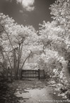Tropical Path, Jupiter  #YNL-979.  Infrared Photograph,  Stretched and Gallery Wrapped, Limited Edition Archival Print on Canvas:  40 x 60 inches, $1590.  Custom Proportions and Sizes are Available.  For more information or to order please visit our ABOUT page or call us at 561-691-1110.