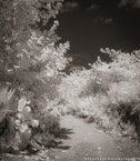 Tropical Path, Jupiter  #YNL-980.  Infrared Photograph,  Stretched and Gallery Wrapped, Limited Edition Archival Print on Canvas:  40 x 48 inches, $1560.  Custom Proportions and Sizes are Available.  For more information or to order please visit our ABOUT page or call us at 561-691-1110.