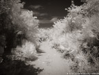 Tropical Path, Jupiter  #YNL-983.  Infrared Photograph,  Stretched and Gallery Wrapped, Limited Edition Archival Print on Canvas:  56 x 40 inches, $1590.  Custom Proportions and Sizes are Available.  For more information or to order please visit our ABOUT page or call us at 561-691-1110.
