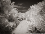 Tropical Path, Jupiter  #YNL-984.  Infrared Photograph,  Stretched and Gallery Wrapped, Limited Edition Archival Print on Canvas:  56 x 40 inches, $1590.  Custom Proportions and Sizes are Available.  For more information or to order please visit our ABOUT page or call us at 561-691-1110.