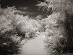 Tropical Path, Jupiter  #YNL-985.  Infrared Photograph,  Stretched and Gallery Wrapped, Limited Edition Archival Print on Canvas:  56 x 40 inches, $1590.  Custom Proportions and Sizes are Available.  For more information or to order please visit our ABOUT page or call us at 561-691-1110.