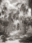 Tropical Path, Jupiter  #YNL-989.  Infrared Photograph,  Stretched and Gallery Wrapped, Limited Edition Archival Print on Canvas:  40 x 56 inches, $1590.  Custom Proportions and Sizes are Available.  For more information or to order please visit our ABOUT page or call us at 561-691-1110.