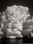 Tropical Estuary, Costa Rica #YNS-822.  Infrared Photograph,  Stretched and Gallery Wrapped, Limited Edition Archival Print on Canvas:  40 x 56 inches, $1590.  Custom Proportions and Sizes are Available.  For more information or to order please visit our ABOUT page or call us at 561-691-1110.