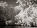 Tropical Estuary, Costa Rica #YNS-825.  Infrared Photograph,  Stretched and Gallery Wrapped, Limited Edition Archival Print on Canvas:  56 x 40 inches, $1590.  Custom Proportions and Sizes are Available.  For more information or to order please visit our ABOUT page or call us at 561-691-1110.