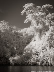 Tropical Estuary, Costa Rica #YNS-826.  Infrared Photograph,  Stretched and Gallery Wrapped, Limited Edition Archival Print on Canvas:  40 x 56 inches, $1590.  Custom Proportions and Sizes are Available.  For more information or to order please visit our ABOUT page or call us at 561-691-1110.