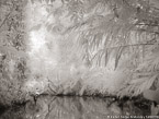 Tropical Estuary, Costa Rica #YNS-832.  Infrared Photograph,  Stretched and Gallery Wrapped, Limited Edition Archival Print on Canvas:  56 x 40 inches, $1590.  Custom Proportions and Sizes are Available.  For more information or to order please visit our ABOUT page or call us at 561-691-1110.