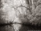 Tropical Estuary, Costa Rica #YNS-836.  Infrared Photograph,  Stretched and Gallery Wrapped, Limited Edition Archival Print on Canvas:  56 x 40 inches, $1590.  Custom Proportions and Sizes are Available.  For more information or to order please visit our ABOUT page or call us at 561-691-1110.