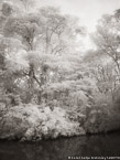 Tropical Estuary, Costa Rica #YNS-846.  Infrared Photograph,  Stretched and Gallery Wrapped, Limited Edition Archival Print on Canvas:  40 x 56 inches, $1590.  Custom Proportions and Sizes are Available.  For more information or to order please visit our ABOUT page or call us at 561-691-1110.