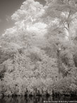 Tropical Estuary, Costa Rica #YNS-849.  Infrared Photograph,  Stretched and Gallery Wrapped, Limited Edition Archival Print on Canvas:  40 x 56 inches, $1590.  Custom Proportions and Sizes are Available.  For more information or to order please visit our ABOUT page or call us at 561-691-1110.