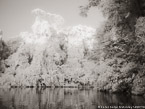 Tropical Estuary, Costa Rica #YNS-852.  Infrared Photograph,  Stretched and Gallery Wrapped, Limited Edition Archival Print on Canvas:  56 x 40 inches, $1590.  Custom Proportions and Sizes are Available.  For more information or to order please visit our ABOUT page or call us at 561-691-1110.