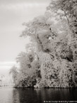 Tropical Estuary, Costa Rica #YNS-855.  Infrared Photograph,  Stretched and Gallery Wrapped, Limited Edition Archival Print on Canvas:  40 x 56 inches, $1590.  Custom Proportions and Sizes are Available.  For more information or to order please visit our ABOUT page or call us at 561-691-1110.