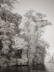 Tropical Estuary, Costa Rica #YNS-858.  Infrared Photograph,  Stretched and Gallery Wrapped, Limited Edition Archival Print on Canvas:  40 x 56 inches, $1590.  Custom Proportions and Sizes are Available.  For more information or to order please visit our ABOUT page or call us at 561-691-1110.