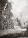 Tropical Estuary, Costa Rica #YNS-882.  Infrared Photograph,  Stretched and Gallery Wrapped, Limited Edition Archival Print on Canvas:  40 x 56 inches, $1590.  Custom Proportions and Sizes are Available.  For more information or to order please visit our ABOUT page or call us at 561-691-1110.