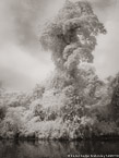 Tropical Estuary, Costa Rica #YNS-889.  Infrared Photograph,  Stretched and Gallery Wrapped, Limited Edition Archival Print on Canvas:  40 x 56 inches, $1590.  Custom Proportions and Sizes are Available.  For more information or to order please visit our ABOUT page or call us at 561-691-1110.