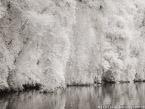 Tropical Estuary, Costa Rica #YNS-894.  Infrared Photograph,  Stretched and Gallery Wrapped, Limited Edition Archival Print on Canvas:  56 x 40 inches, $1590.  Custom Proportions and Sizes are Available.  For more information or to order please visit our ABOUT page or call us at 561-691-1110.