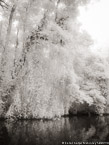 Tropical Estuary, Costa Rica #YNS-896.  Infrared Photograph,  Stretched and Gallery Wrapped, Limited Edition Archival Print on Canvas:  40 x 56 inches, $1590.  Custom Proportions and Sizes are Available.  For more information or to order please visit our ABOUT page or call us at 561-691-1110.