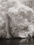 Tropical Estuary, Costa Rica #YNS-904.  Infrared Photograph,  Stretched and Gallery Wrapped, Limited Edition Archival Print on Canvas:  40 x 56 inches, $1590.  Custom Proportions and Sizes are Available.  For more information or to order please visit our ABOUT page or call us at 561-691-1110.