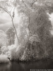 Tropical Estuary, Costa Rica #YNS-905.  Infrared Photograph,  Stretched and Gallery Wrapped, Limited Edition Archival Print on Canvas:  40 x 56 inches, $1590.  Custom Proportions and Sizes are Available.  For more information or to order please visit our ABOUT page or call us at 561-691-1110.