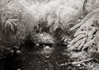 Tropical Lagoon, Palm Beach #YNS-700.  Infrared Photograph,  Stretched and Gallery Wrapped, Limited Edition Archival Print on Canvas:  56 x 40 inches, $1590.  Custom Proportions and Sizes are Available.  For more information or to order please visit our ABOUT page or call us at 561-691-1110.