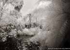 Tropical Lagoon, Palm Beach #YNS-703.  Infrared Photograph,  Stretched and Gallery Wrapped, Limited Edition Archival Print on Canvas:  56 x 40 inches, $1590.  Custom Proportions and Sizes are Available.  For more information or to order please visit our ABOUT page or call us at 561-691-1110.