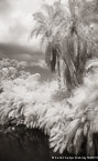 Tropical Lagoon, Palm Beach #YNS-705.  Infrared Photograph,  Stretched and Gallery Wrapped, Limited Edition Archival Print on Canvas:  40 x 68 inches, $1620.  Custom Proportions and Sizes are Available.  For more information or to order please visit our ABOUT page or call us at 561-691-1110.