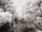 Tropical Lagoon, Palm Beach #YNS-706.  Infrared Photograph,  Stretched and Gallery Wrapped, Limited Edition Archival Print on Canvas:  50 x 40 inches, $1560.  Custom Proportions and Sizes are Available.  For more information or to order please visit our ABOUT page or call us at 561-691-1110.