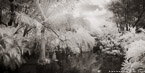 Tropical Lagoon, Palm Beach #YNS-707.  Infrared Photograph,  Stretched and Gallery Wrapped, Limited Edition Archival Print on Canvas:  72 x 36 inches, $1620.  Custom Proportions and Sizes are Available.  For more information or to order please visit our ABOUT page or call us at 561-691-1110.