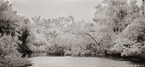 Tropical Lagoon, Palm Beach #YNS-716.  Infrared Photograph,  Stretched and Gallery Wrapped, Limited Edition Archival Print on Canvas:  68 x 30 inches, $1560.  Custom Proportions and Sizes are Available.  For more information or to order please visit our ABOUT page or call us at 561-691-1110.