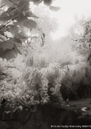 Tropical Lagoon, Palm Beach #YNS-720.  Infrared Photograph,  Stretched and Gallery Wrapped, Limited Edition Archival Print on Canvas:  40 x 60 inches, $1590.  Custom Proportions and Sizes are Available.  For more information or to order please visit our ABOUT page or call us at 561-691-1110.