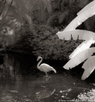 Tropical Lagoon, Palm Beach #YNS-722.  Infrared Photograph,  Stretched and Gallery Wrapped, Limited Edition Archival Print on Canvas:  40 x 44 inches, $1530.  Custom Proportions and Sizes are Available.  For more information or to order please visit our ABOUT page or call us at 561-691-1110.