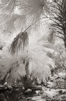 Tropical Lagoon, Palm Beach #YNS-724.  Infrared Photograph,  Stretched and Gallery Wrapped, Limited Edition Archival Print on Canvas:  40 x 60 inches, $1590.  Custom Proportions and Sizes are Available.  For more information or to order please visit our ABOUT page or call us at 561-691-1110.