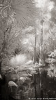 Tropical Lagoon, Palm Beach #YNS-725.  Infrared Photograph,  Stretched and Gallery Wrapped, Limited Edition Archival Print on Canvas:  40 x 72 inches, $1620.  Custom Proportions and Sizes are Available.  For more information or to order please visit our ABOUT page or call us at 561-691-1110.