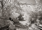 Tropical Walkway, Palm Beach #YNS-731.  Infrared Photograph,  Stretched and Gallery Wrapped, Limited Edition Archival Print on Canvas:  56 x 40 inches, $1590.  Custom Proportions and Sizes are Available.  For more information or to order please visit our ABOUT page or call us at 561-691-1110.