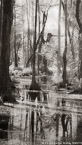 Tropical Wetlands, Jupiter  #YNS-765.  Infrared Photograph,  Stretched and Gallery Wrapped, Limited Edition Archival Print on Canvas:  40 x 72 inches, $1620.  Custom Proportions and Sizes are Available.  For more information or to order please visit our ABOUT page or call us at 561-691-1110.