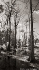 Tropical Wetlands, Jupiter  #YNS-766.  Infrared Photograph,  Stretched and Gallery Wrapped, Limited Edition Archival Print on Canvas:  40 x 72 inches, $1620.  Custom Proportions and Sizes are Available.  For more information or to order please visit our ABOUT page or call us at 561-691-1110.