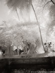 Tropical , Costa Rica #YNS-777.  Infrared Photograph,  Stretched and Gallery Wrapped, Limited Edition Archival Print on Canvas:  40 x 56 inches, $1590.  Custom Proportions and Sizes are Available.  For more information or to order please visit our ABOUT page or call us at 561-691-1110.