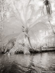 Tropical Estuary, Costa Rica #YNS-781.  Infrared Photograph,  Stretched and Gallery Wrapped, Limited Edition Archival Print on Canvas:  40 x 56 inches, $1590.  Custom Proportions and Sizes are Available.  For more information or to order please visit our ABOUT page or call us at 561-691-1110.