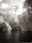 Tropical Estuary, Costa Rica #YNS-789.  Infrared Photograph,  Stretched and Gallery Wrapped, Limited Edition Archival Print on Canvas:  40 x 56 inches, $1590.  Custom Proportions and Sizes are Available.  For more information or to order please visit our ABOUT page or call us at 561-691-1110.