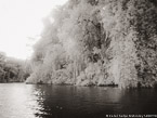 Tropical Estuary, Costa Rica #YNS-798.  Infrared Photograph,  Stretched and Gallery Wrapped, Limited Edition Archival Print on Canvas:  56 x 40 inches, $1590.  Custom Proportions and Sizes are Available.  For more information or to order please visit our ABOUT page or call us at 561-691-1110.