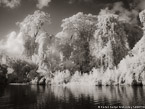 Tropical Estuary, Costa Rica #YNS-805.  Infrared Photograph,  Stretched and Gallery Wrapped, Limited Edition Archival Print on Canvas:  56 x 40 inches, $1590.  Custom Proportions and Sizes are Available.  For more information or to order please visit our ABOUT page or call us at 561-691-1110.