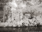 Tropical Estuary, Costa Rica #YNS-808.  Infrared Photograph,  Stretched and Gallery Wrapped, Limited Edition Archival Print on Canvas:  56 x 40 inches, $1590.  Custom Proportions and Sizes are Available.  For more information or to order please visit our ABOUT page or call us at 561-691-1110.