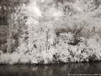 Tropical Estuary, Costa Rica #YNS-808.  Infrared Photograph,  Stretched and Gallery Wrapped, Limited Edition Archival Print on Canvas:  56 x 40 inches, $1590.  Custom Proportions and Sizes are Available.  For more information or to order please visit our ABOUT page or call us at 561-691-1110.